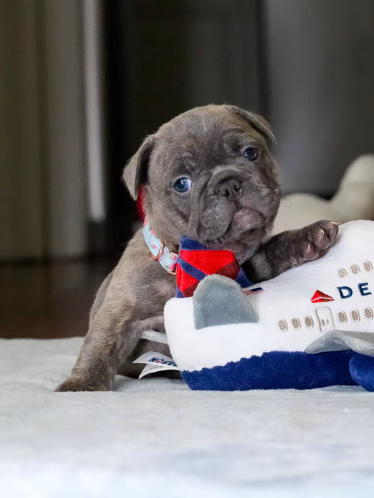 Blue French Bulldog puppy male sitting on display