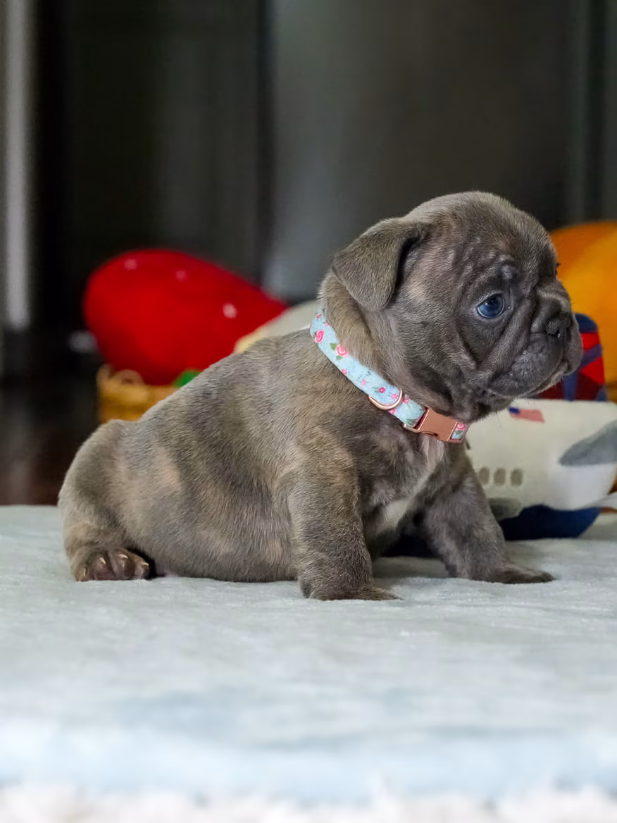 Young blue French Bulldog puppy studio photography