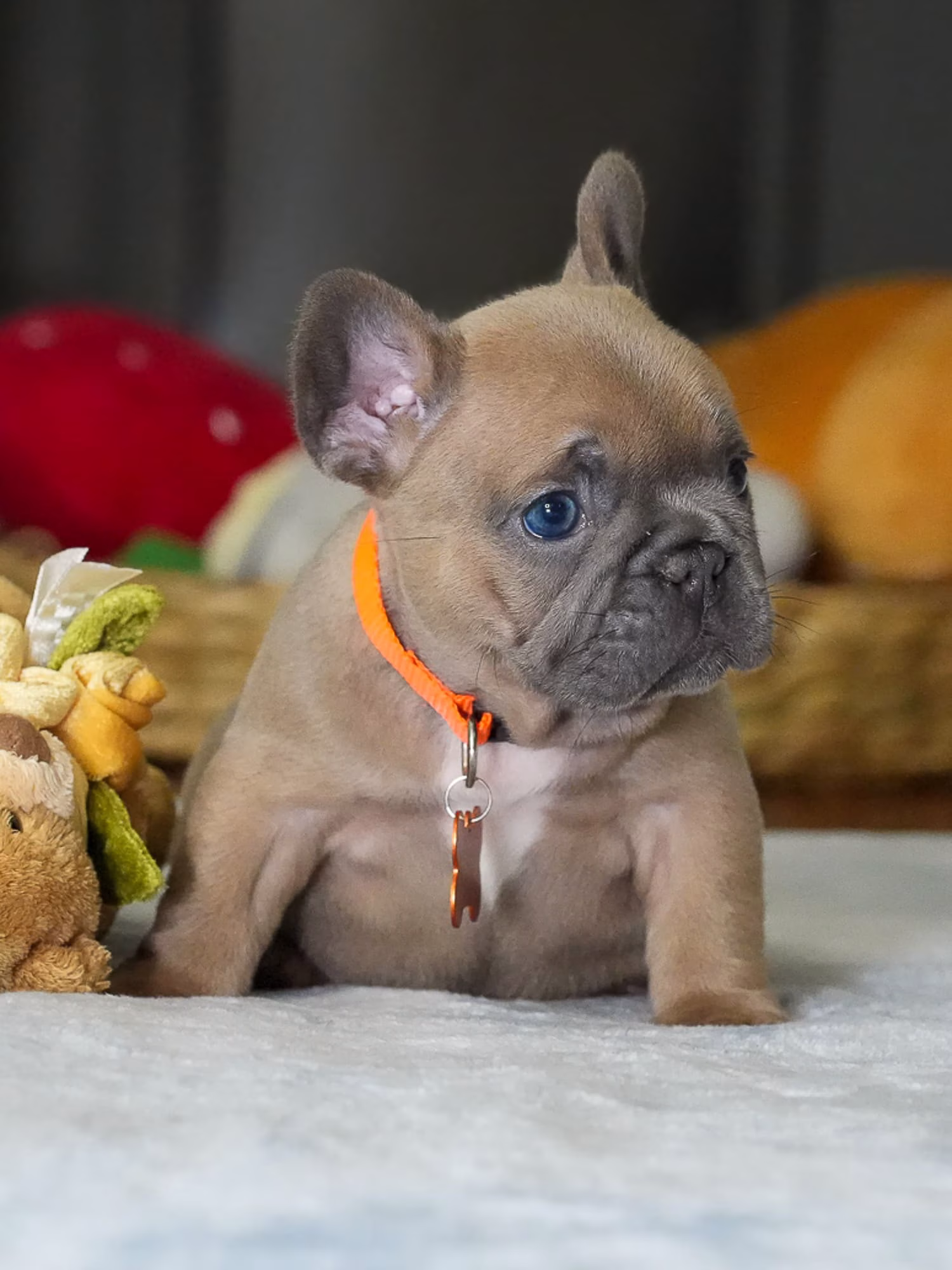 Adorable fawn French Bulldog puppy looking forward