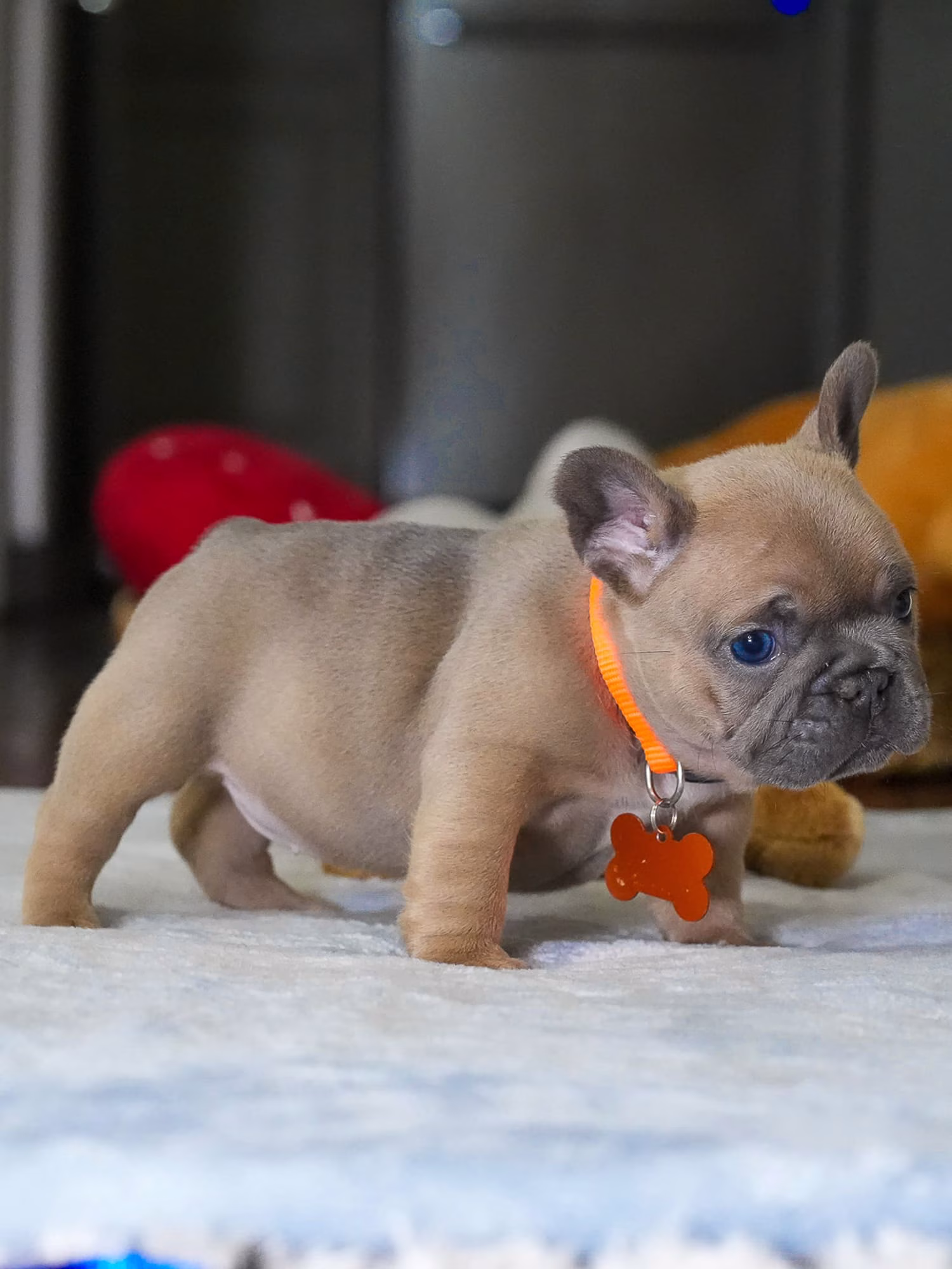 Small fawn French Bulldog puppy lying down in studio