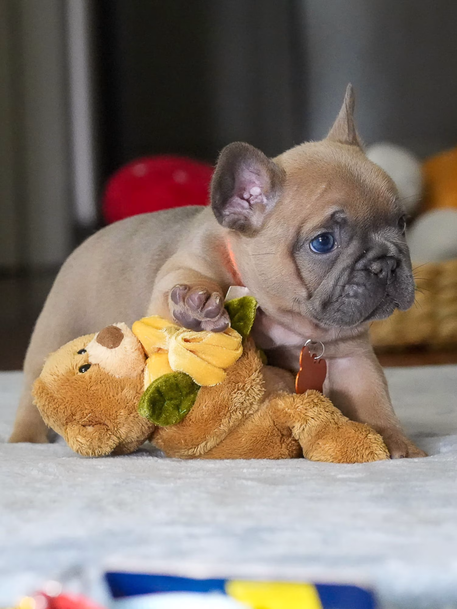 Light fawn French Bulldog puppy looking around studio