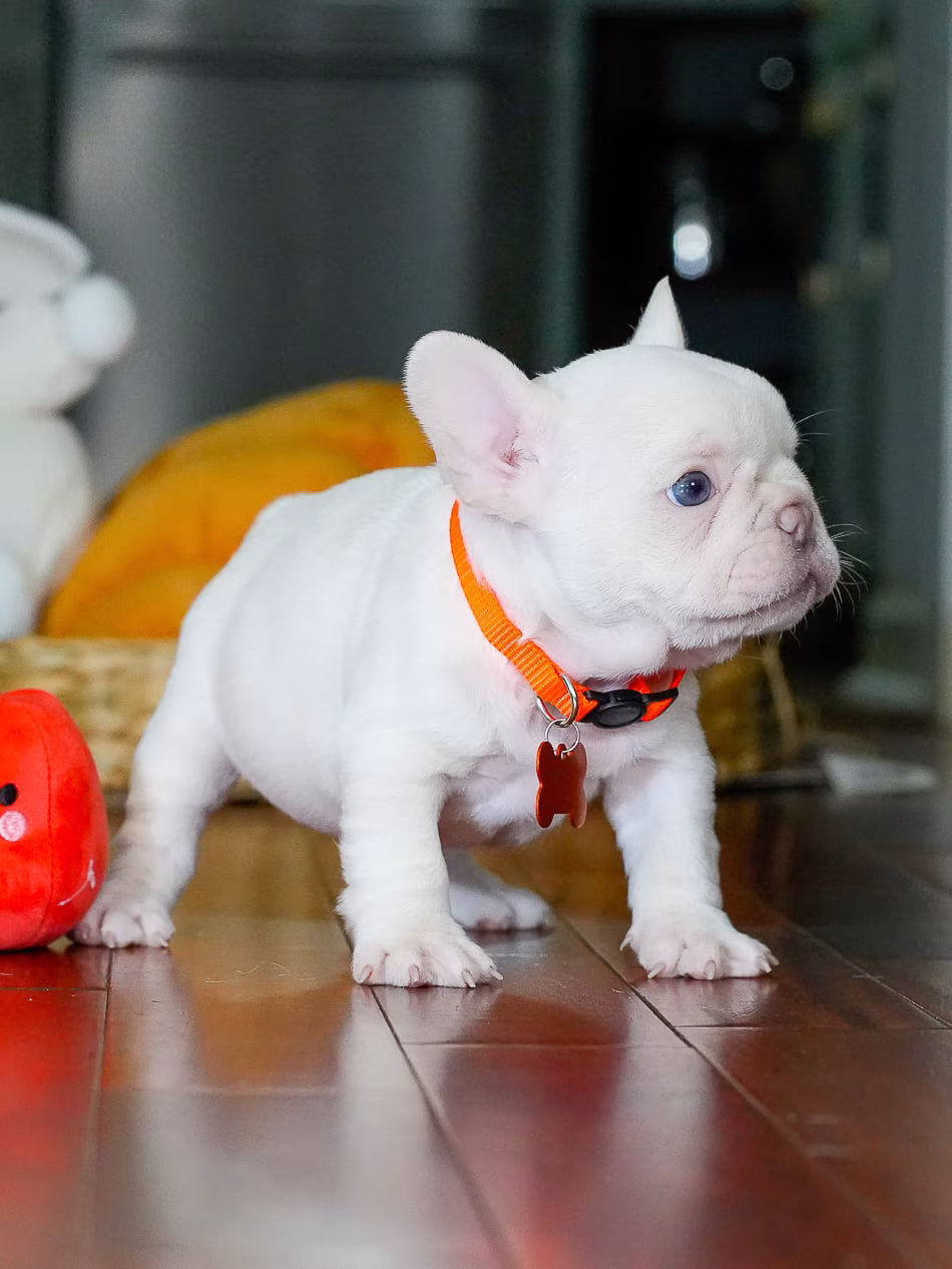 Adorable platinum French Bulldog puppy close up portrait