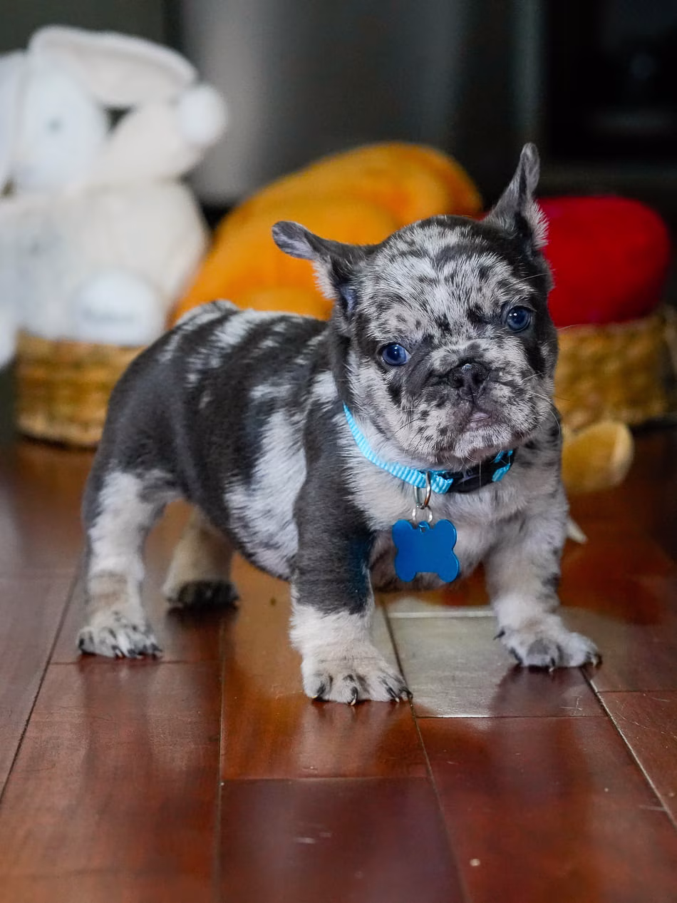 Blue Merle French Bulldog puppy portrait in Cumming GA