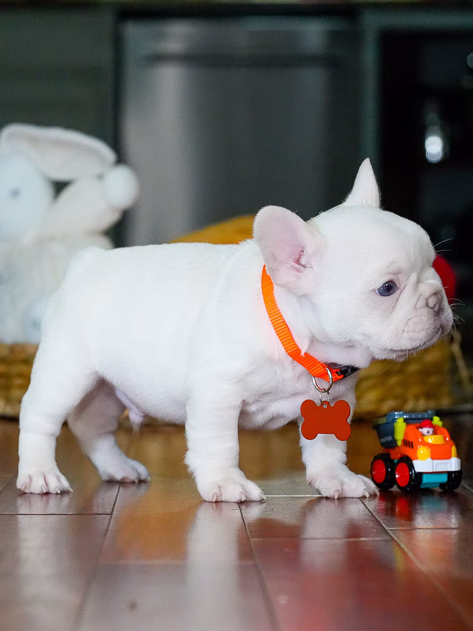 Purebred white French Bulldog puppy male studio shot