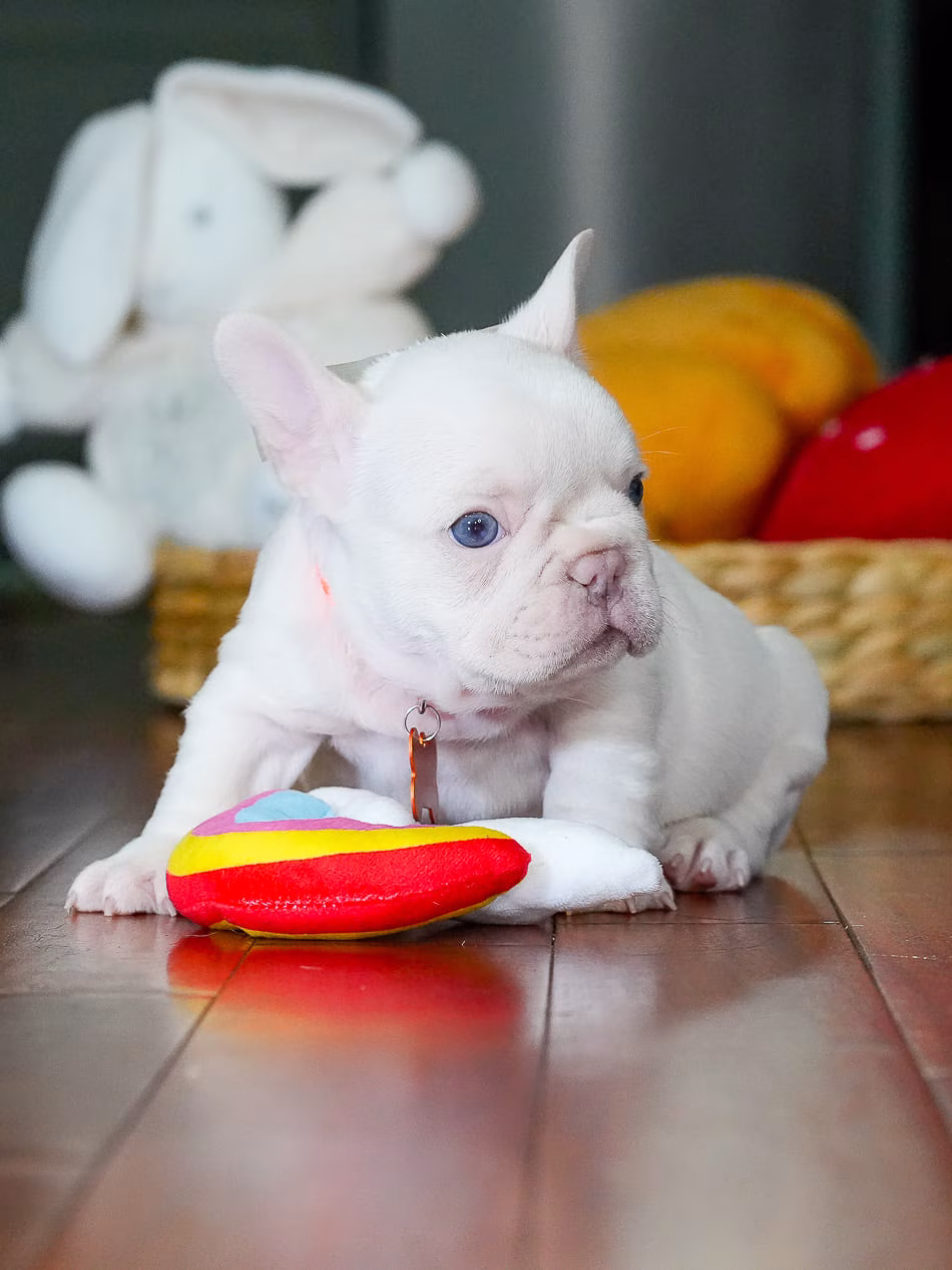 Platinum French Bulldog puppy looking at camera in studio