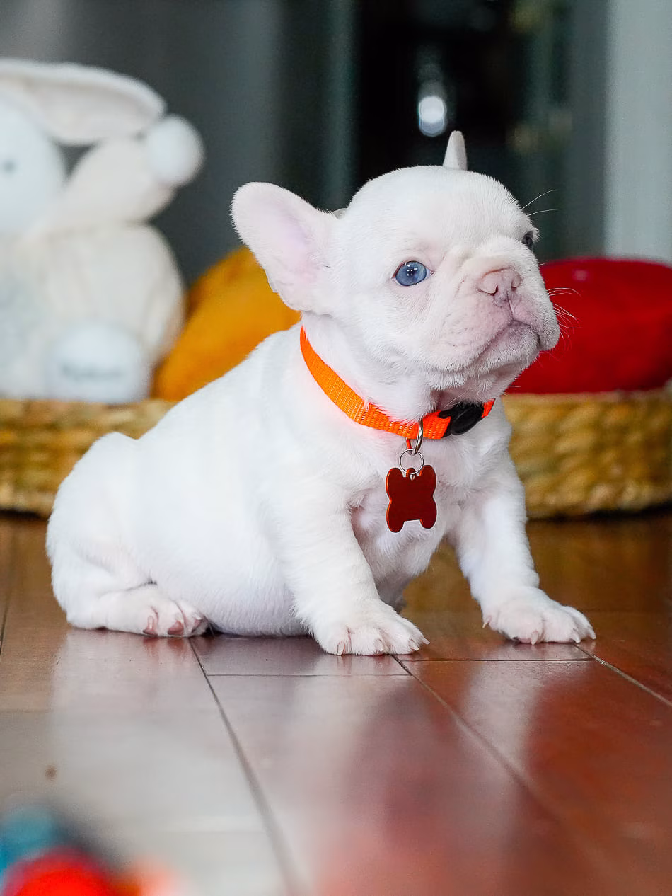 White Platinum French Bulldog puppy male portrait