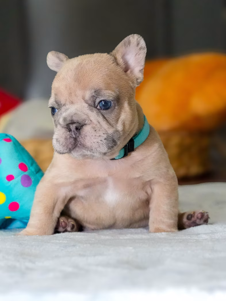 Purebred blue French Bulldog puppy sitting proudly
