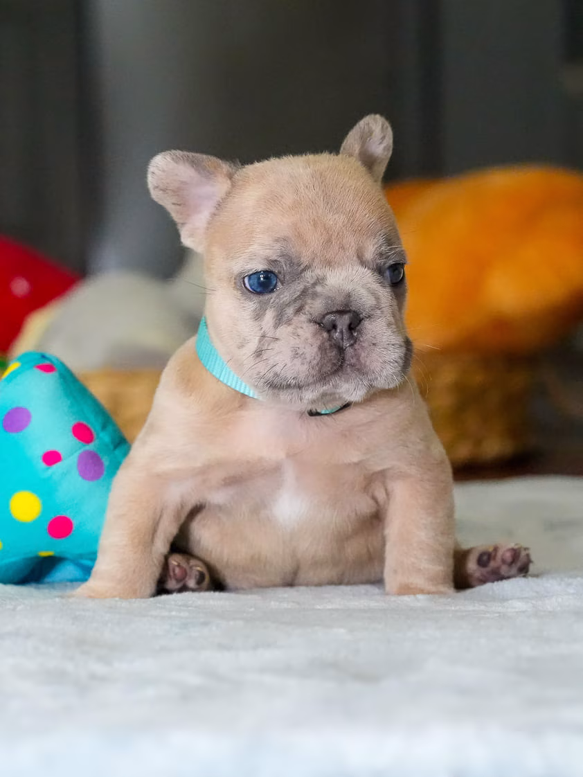 Cute blue French Bulldog puppy looking at camera