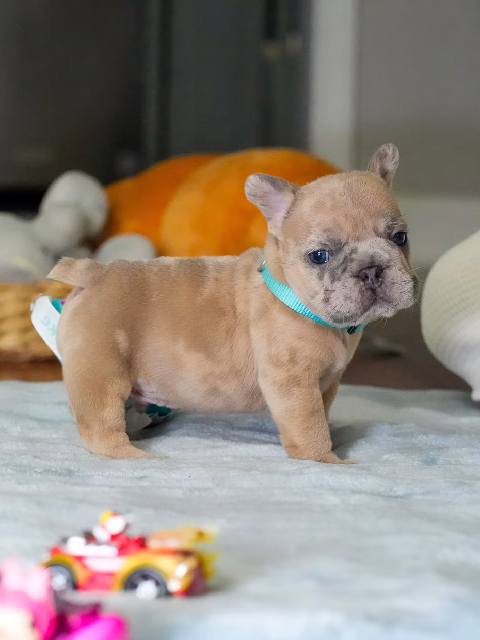 Fawn French Bulldog puppy resting comfortably in studio
