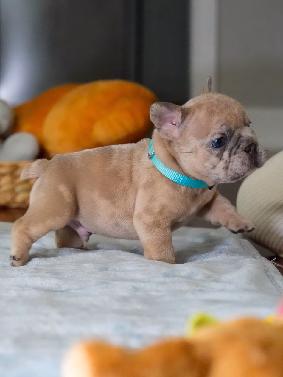 Adorable blue fawn French Bulldog puppy close up shot