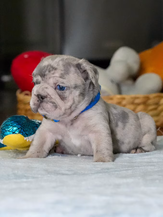 Merle French Bulldog puppy sitting on studio background
