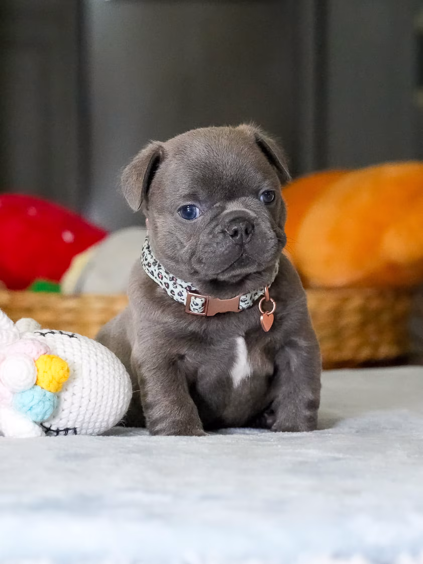 Purebred blue French Bulldog puppy resting comfortably