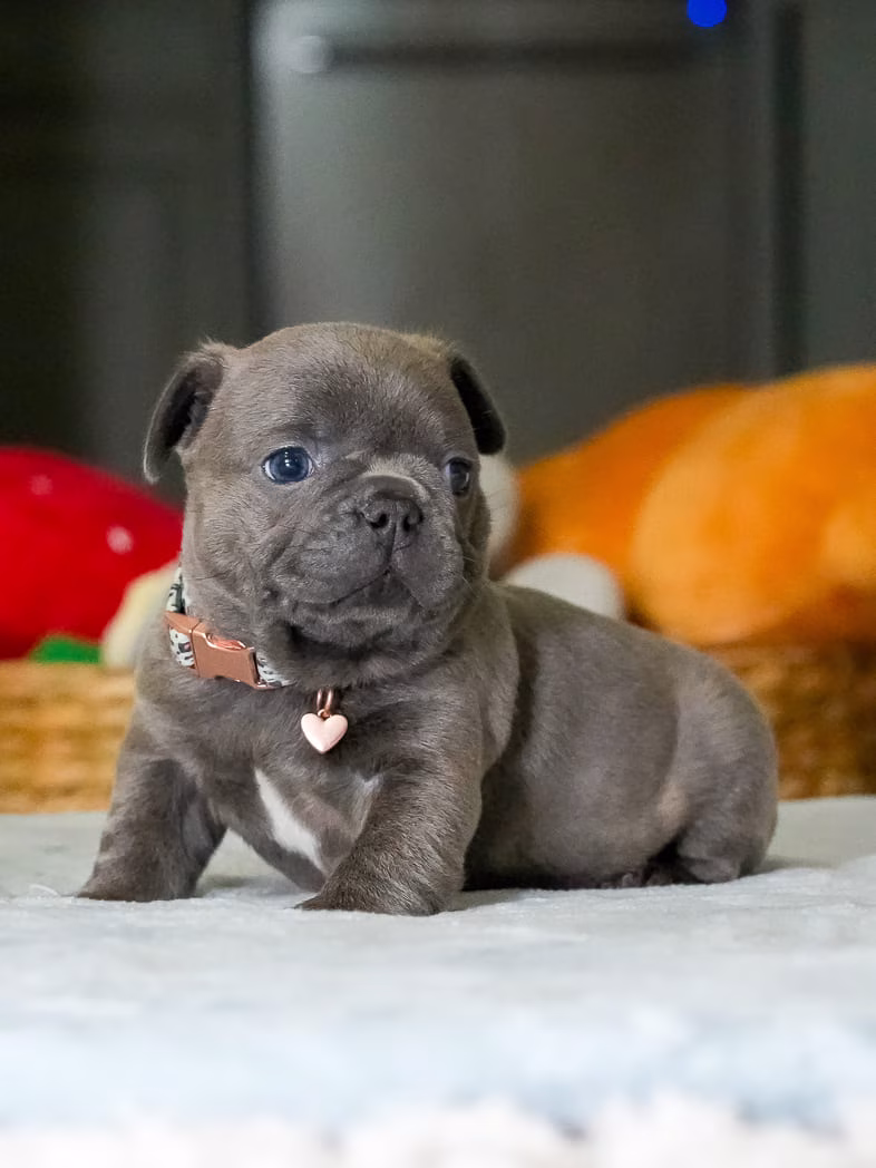 Small blue French Bulldog puppy portrait in professional lighting